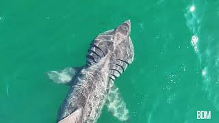 Basking Sharks visit Sheldrake QC Canada [upl. by Echikson639]