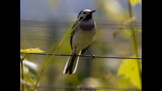 Blackcap Linnets Barn Swallows White Wagtail Mönchsgrasm Bluthänf Rauchschwalbe Bachstelze [upl. by Rodgers]