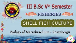 7 III BSc 5th Sem  FISHERIES  SHELL FISH CULTURE  Biology of Macrobrachium  Rosenbergii [upl. by Ahcsim270]