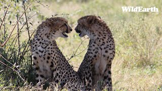 Cheetah visit Djuma [upl. by Ahsikan]