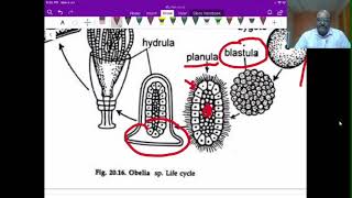 Obelia life cycle [upl. by Alisen]