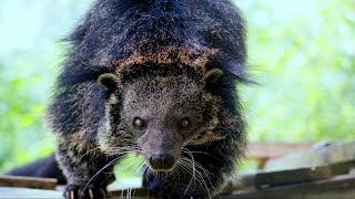 Binturong Jenis Musang Terbesar di Dunia [upl. by Nnyliak]