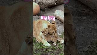 ママに甘えたい🍬Big hug from Momshorts lion baby [upl. by Ilat]