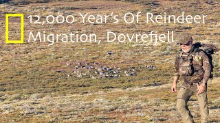 Wildlife Photography  12000 year Reindeer Migration  Dovrefjell Norway [upl. by Ciardap]