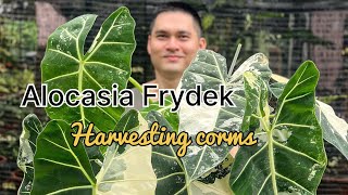 Harvesting corms from Alocasia Frydek [upl. by Zarihs76]