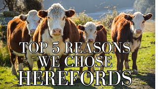 Top 5 Reasons We Chose Hereford Cattle for the Homestead [upl. by Odnalro887]