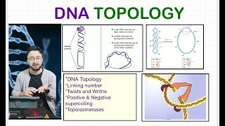 DNA Topology I Linking Number I DNA Supercoiling I ARS Agri Biotechnology CSIRJRF ICARJRFSRF [upl. by Eulalie470]