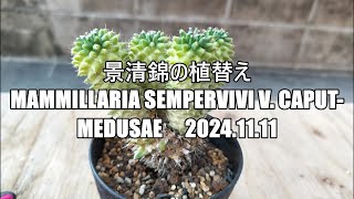 景清錦の植替え Mammillaria sempervivi v caput medusae 2024 11 11 [upl. by Jak237]