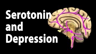 Serotonin and Treatments for Depression Animation [upl. by Eudoxia]