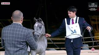 N 34 WARD AL HAMAMA KIAHF 2024 Arabian Peninsula Horse Show Yearling Colts Section A Class 4 [upl. by Demetra]