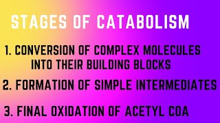 Stages of Catabolism ll Overview of metabolism [upl. by Greff]