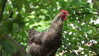 Huhn gackert auf dem Apfelbaum [upl. by Lizbeth]