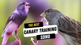 Canary s most powerful song for training  CANARY TRAINING SONG [upl. by Felicio]