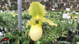 OrchidWeb  Everblooming Paphiopedilum [upl. by Chrissy]