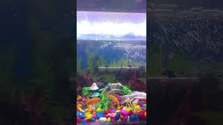 Home Fish Tank fishtank [upl. by Elsa]