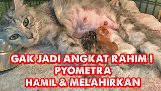 PYOMETRA  GAK PERLU ANGKAT RAHIM  SEMBUH [upl. by Chang980]