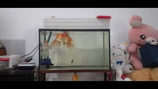 Aquarium Akrilik 60cm  Lampu UV 7 Watt  Oranda 20 cm  umur 3 tahun 24032024 [upl. by Lauren]