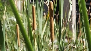 Useful Plant  Cattail [upl. by Ekralc59]