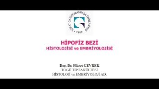 Hipofiz bezi histolojisi ve embriyolojisi Doç Dr Fikret GEVREK [upl. by Nairbo185]