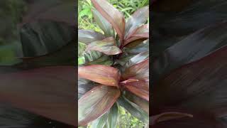 Cordyline plants￼😍cordylineshortvideoyoutubeshortsnature [upl. by Eelrac]