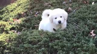 Great Pyrenees Puppy  quotBearquot 8 Weeks 14 Pounds [upl. by Adila]