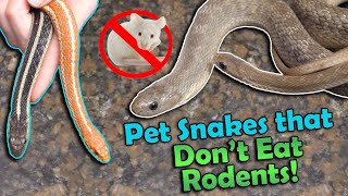 The Best Snakes That Dont Eat Rodents [upl. by Roxane]