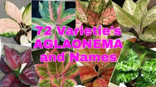 Aglaonema Varieties and Names [upl. by Auqenahs91]