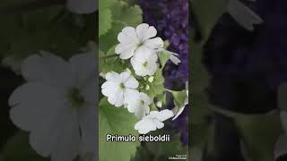 Primula sieboldii winter Season flower Mainly Hilly area friends minivlog viralvideo flowers [upl. by Fuhrman]