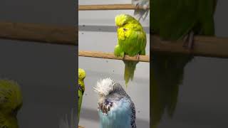 budgerigars birds kusum parrot budgies budgiegar budgerigarbird birdslover kussum budiges [upl. by Dermot]