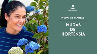 MUDAS DE PLANTAS Como fazer mudas de Hortênsia [upl. by Joelly]