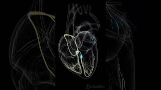 ⚡ The Hearts Conduction System The Spark Behind Every Beat ⚡ anatomy [upl. by Cindie]