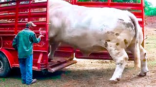 20 Biggest Bulls In the World [upl. by Maclay101]