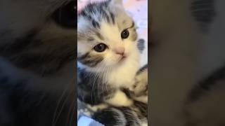 Funny Animal Videos Compilation 🐶😃😺 010 dog cat animals shorts [upl. by Lapides]