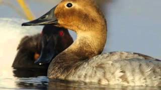 Canvasback  Duck Species Profile [upl. by Nogem]