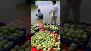 I Am A Poor Farmer So He Threw My Cucumbers into The Water  Farmer Life shorts youtubeshorts [upl. by Harts]