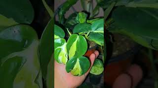 philodendron brasil cream splashhouseplants filodendro [upl. by Ailes]