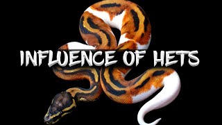 The Influence of Hets in the Visual Appearance of Ball Pythons [upl. by Vernita242]