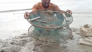 Mud crabs and trap net caughtThey are tied to it [upl. by Goldberg]