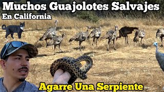 Guajolotes Salvajes Grandes Manadas En Las Montañas De California [upl. by Elfont]