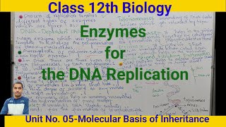 Enzymes for the DNA ReplicationClass 12 th Biologydrnyr755 [upl. by Slavic168]