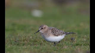 Bairds Sandpiper Bewan Loch 7th September 2020 [upl. by Naryt316]