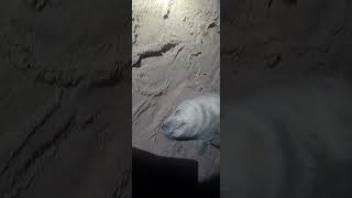 First Newborn Seal Pup Of The Season beachcombing sealife [upl. by Eaves]