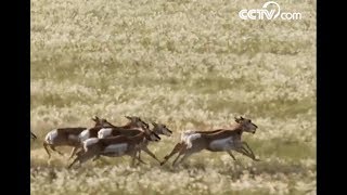 Pronghorn the fastest hoofed animal CCTV English [upl. by Tobie]