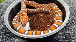 Scaleless corn snake enjoys her meal of mouse [upl. by Cohlette]