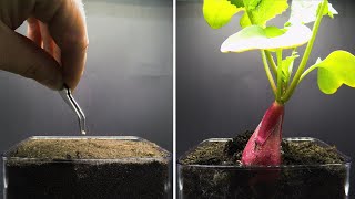 Growing Radish Time Lapse  Seed To Bulb in 20 Days [upl. by Eniac]