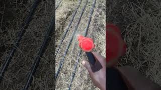 How to spray fungicide on onion nursery 9 days old [upl. by Flo175]