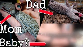 World First Tokay Gecko Eggs Hatch What Do They Look Like [upl. by Stillman]