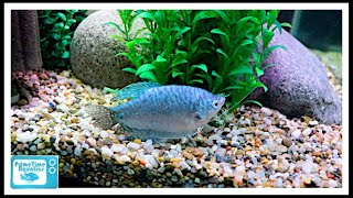 Gourami Care  The Good  The Bad and The Beautiful [upl. by Carney]