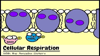 OLD VIDEO Cellular Respiration and the Mighty Mitochondria [upl. by Ecirtal3]