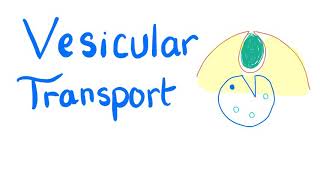 Vesicular Transport  Endocytosis and Exocytosis  Cell Physiology [upl. by Asiluj]